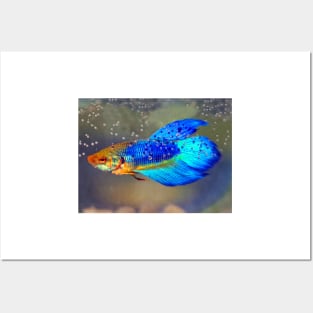 Siamese Fighting Fish Posters and Art